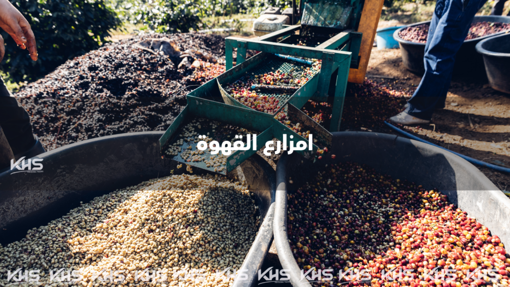 بيع القهوة بالجملة في الجزائر استيراد القهوة في الجزائر 